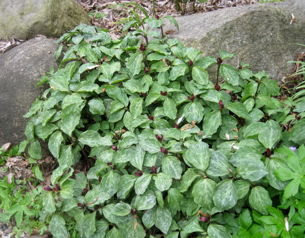 Trillium recurvatum Qty 96